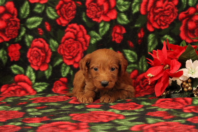 puppy, for, sale, Mini Goldendoodle F1, Matthew B. Stoltzfus, dog, breeder, Gap, PA, dog-breeder, puppy-for-sale, forsale, nearby, find, puppyfind, locator, puppylocator, aca